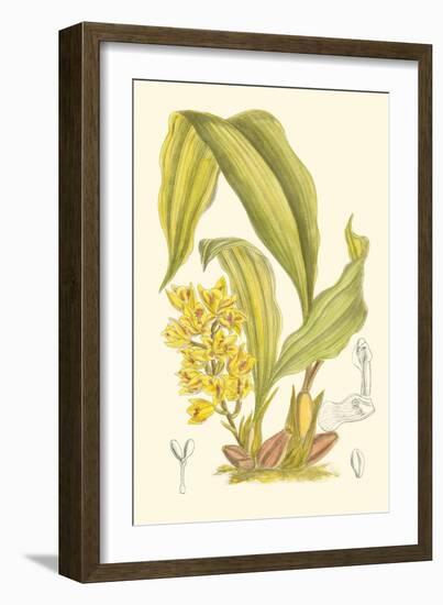 Orchid Plenty I-Samuel Curtis-Framed Art Print