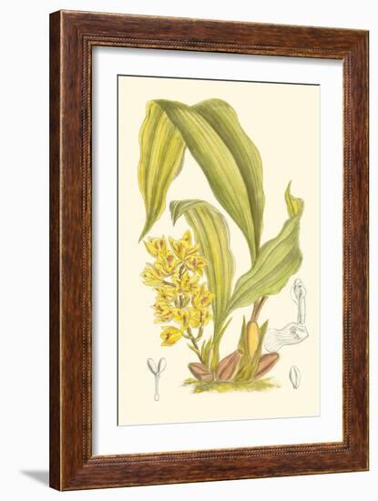 Orchid Plenty I-Samuel Curtis-Framed Art Print