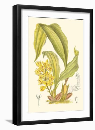 Orchid Plenty I-Samuel Curtis-Framed Art Print