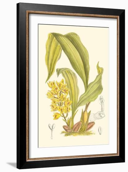 Orchid Plenty I-Samuel Curtis-Framed Art Print