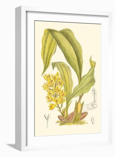 Orchid Plenty I-Samuel Curtis-Framed Art Print