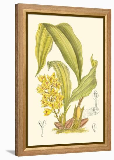 Orchid Plenty I-Samuel Curtis-Framed Stretched Canvas