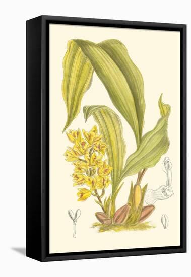 Orchid Plenty I-Samuel Curtis-Framed Stretched Canvas