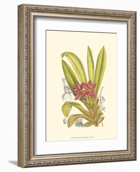 Orchid Plenty II-Samuel Curtis-Framed Art Print