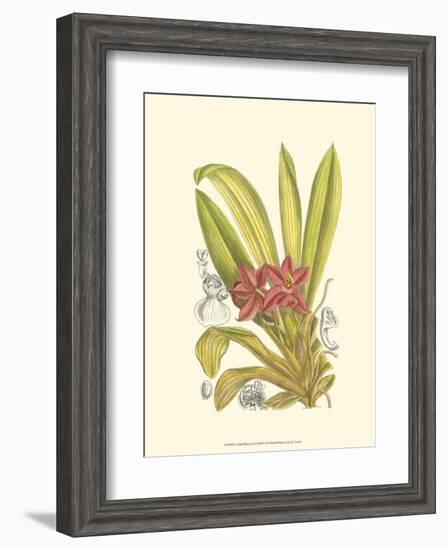 Orchid Plenty II-Samuel Curtis-Framed Art Print