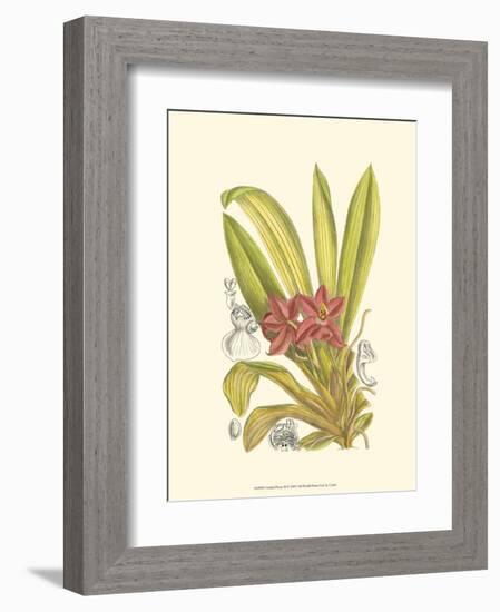 Orchid Plenty II-Samuel Curtis-Framed Art Print