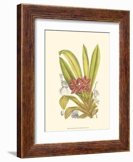 Orchid Plenty II-Samuel Curtis-Framed Art Print