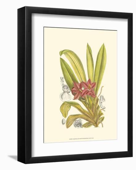 Orchid Plenty II-Samuel Curtis-Framed Art Print