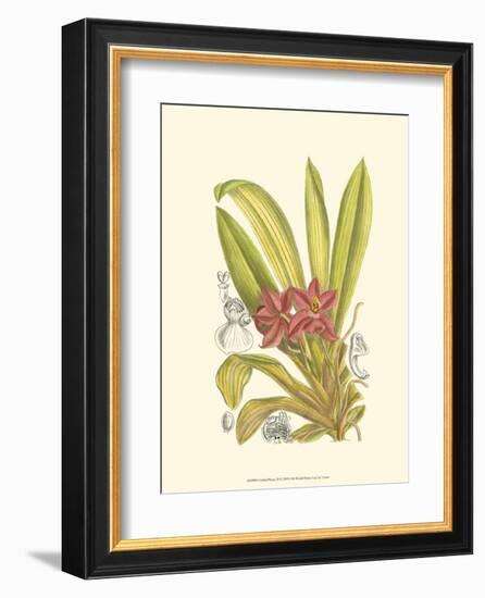 Orchid Plenty II-Samuel Curtis-Framed Art Print