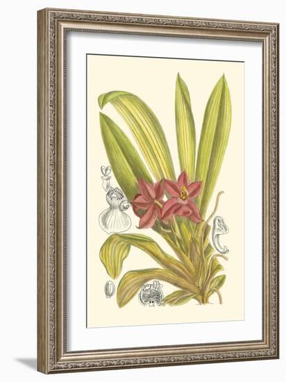 Orchid Plenty II-Samuel Curtis-Framed Art Print