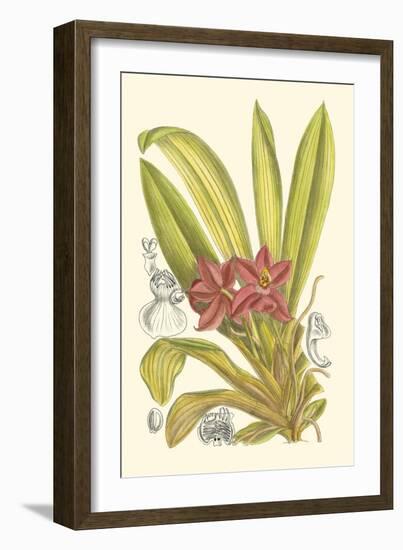 Orchid Plenty II-Samuel Curtis-Framed Art Print