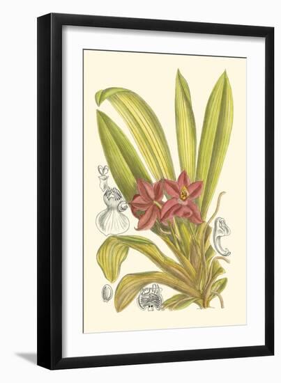 Orchid Plenty II-Samuel Curtis-Framed Art Print