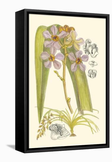 Orchid Plenty V-Samuel Curtis-Framed Stretched Canvas