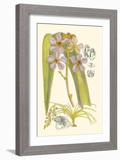 Orchid Plenty V-Samuel Curtis-Framed Art Print