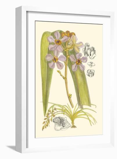 Orchid Plenty V-Samuel Curtis-Framed Art Print