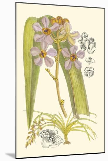 Orchid Plenty V-Samuel Curtis-Mounted Art Print