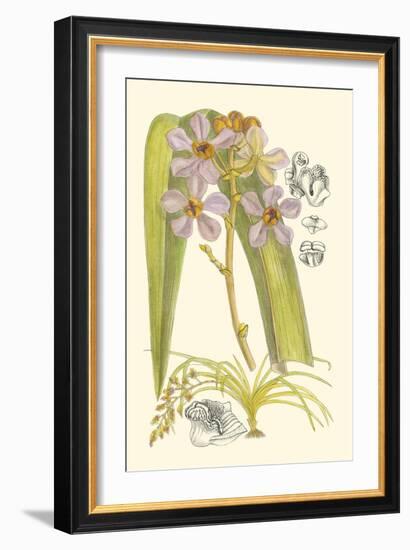 Orchid Plenty V-Samuel Curtis-Framed Art Print