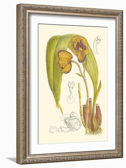 Orchid Plenty VI-Samuel Curtis-Framed Art Print