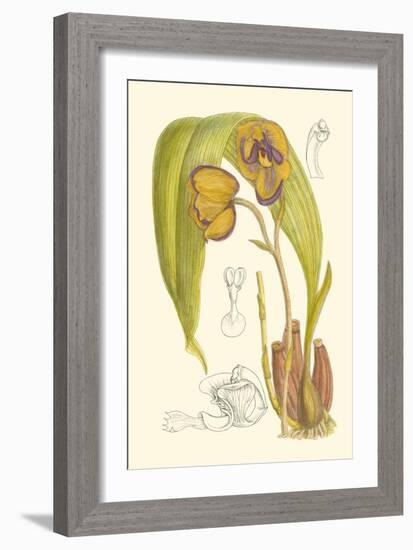 Orchid Plenty VI-Samuel Curtis-Framed Art Print