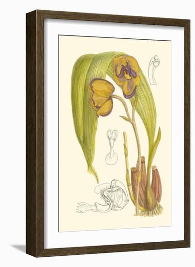 Orchid Plenty VI-Samuel Curtis-Framed Art Print