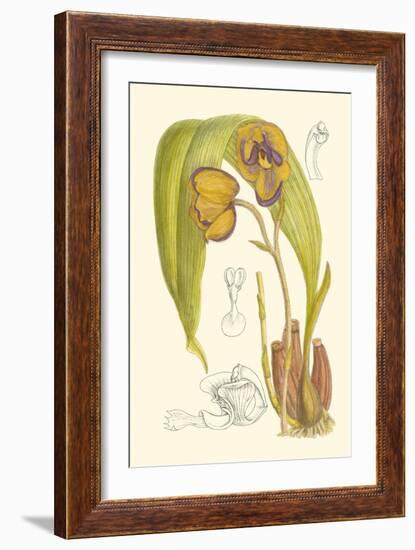 Orchid Plenty VI-Samuel Curtis-Framed Art Print