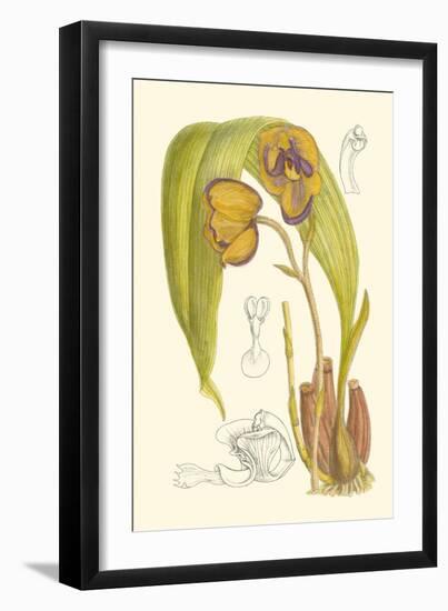 Orchid Plenty VI-Samuel Curtis-Framed Art Print