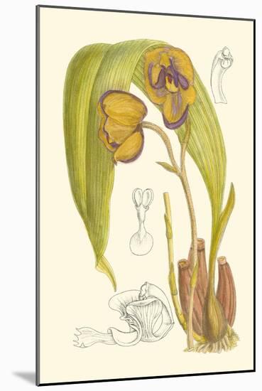 Orchid Plenty VI-Samuel Curtis-Mounted Art Print