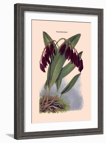 Orchid: Pleurothallis-Roezli-William Forsell Kirby-Framed Art Print