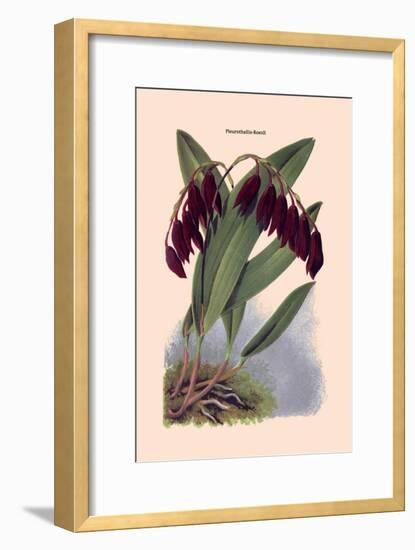 Orchid: Pleurothallis-Roezli-William Forsell Kirby-Framed Art Print