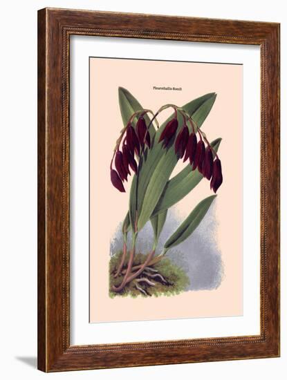 Orchid: Pleurothallis-Roezli-William Forsell Kirby-Framed Art Print