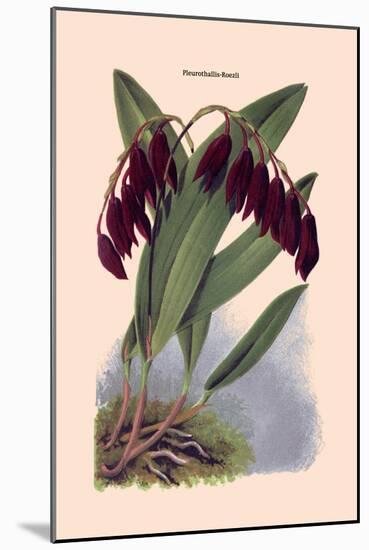 Orchid: Pleurothallis-Roezli-William Forsell Kirby-Mounted Art Print