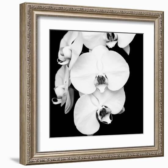 Orchid Portrait I-Jeff Maihara-Framed Giclee Print