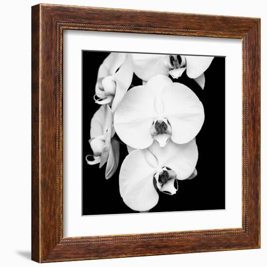 Orchid Portrait I-Jeff Maihara-Framed Giclee Print