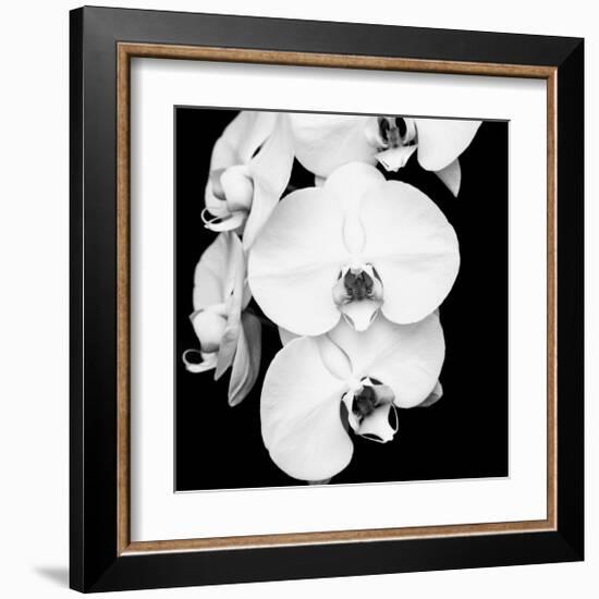 Orchid Portrait I-Jeff Maihara-Framed Giclee Print