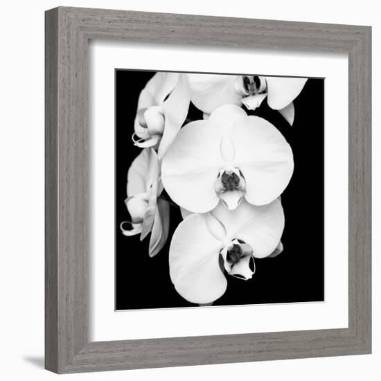 Orchid Portrait I-Jeff Maihara-Framed Giclee Print