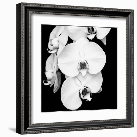 Orchid Portrait I-Jeff Maihara-Framed Giclee Print