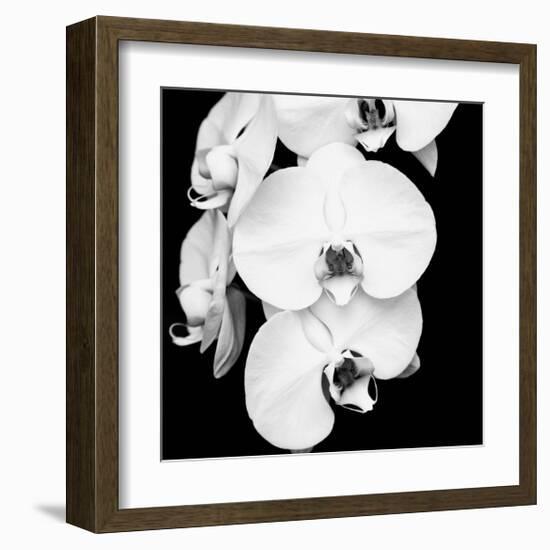 Orchid Portrait I-Jeff Maihara-Framed Giclee Print