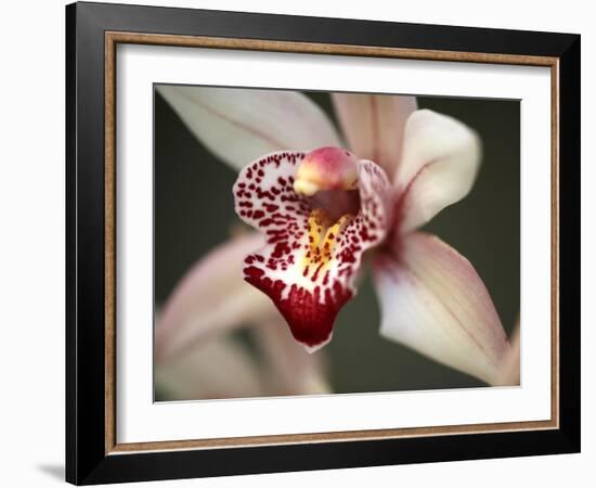 Orchid Portrait I-Nicole Katano-Framed Photo