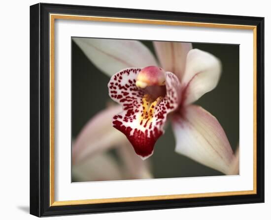 Orchid Portrait I-Nicole Katano-Framed Photo