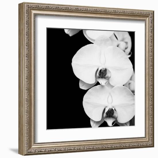 Orchid Portrait II-Jeff Maihara-Framed Giclee Print