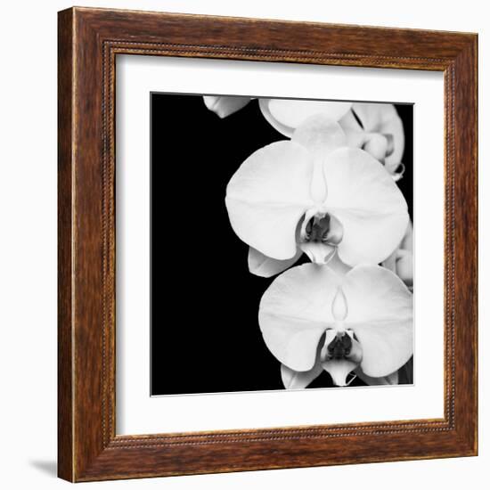 Orchid Portrait II-Jeff Maihara-Framed Giclee Print