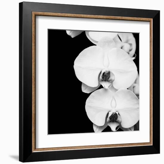 Orchid Portrait II-Jeff Maihara-Framed Giclee Print