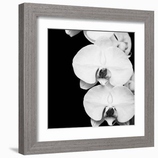 Orchid Portrait II-Jeff Maihara-Framed Giclee Print