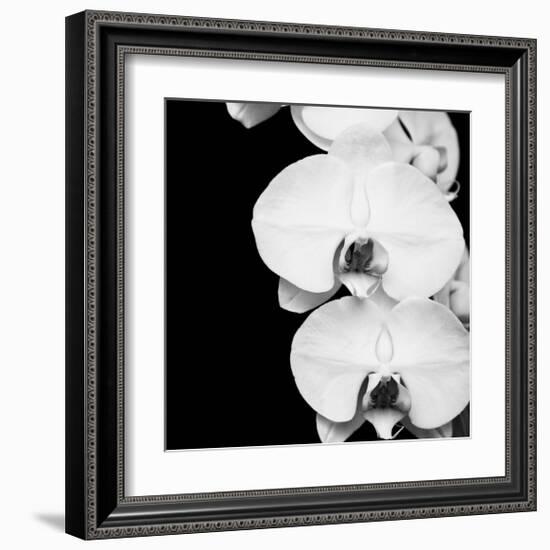 Orchid Portrait II-Jeff Maihara-Framed Giclee Print