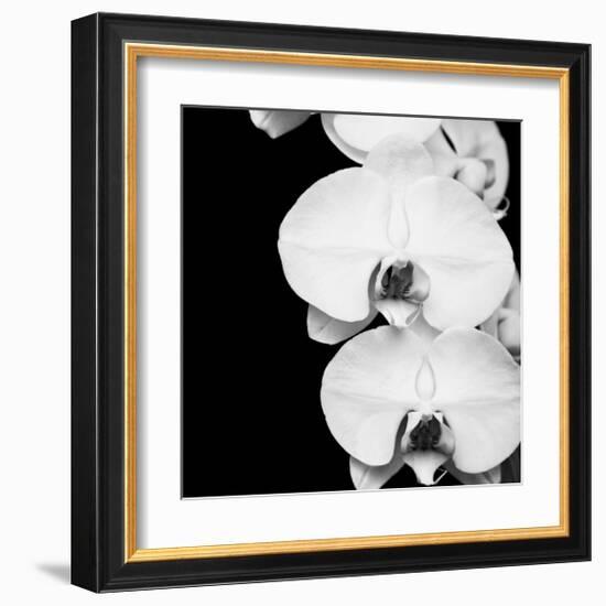 Orchid Portrait II-Jeff Maihara-Framed Giclee Print