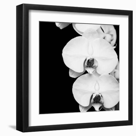 Orchid Portrait II-Jeff Maihara-Framed Giclee Print