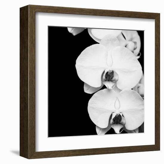 Orchid Portrait II-Jeff Maihara-Framed Giclee Print