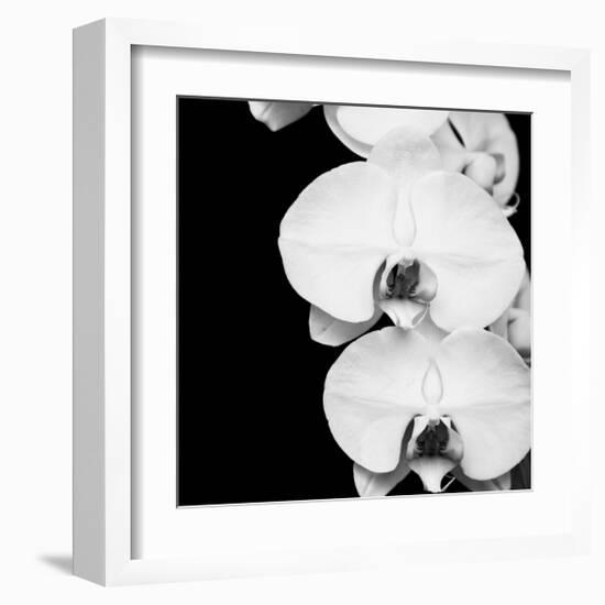 Orchid Portrait II-Jeff Maihara-Framed Giclee Print