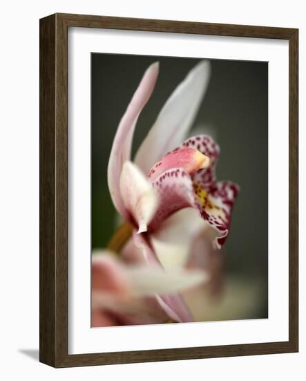 Orchid Portrait III-Nicole Katano-Framed Photo