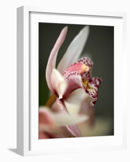 Orchid Portrait III-Nicole Katano-Framed Photo